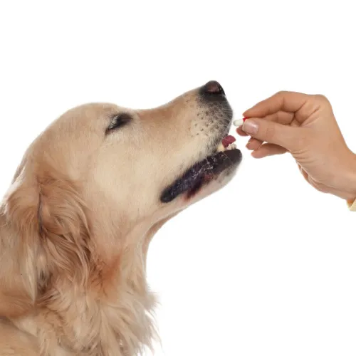 Doplňky stravy pro psy