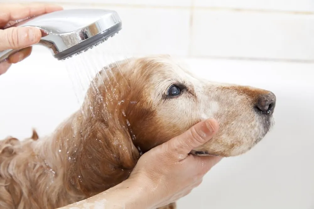K mytí psa používejte vždy speciální šampon pro psy, který vždy důkladně opláchněte.
