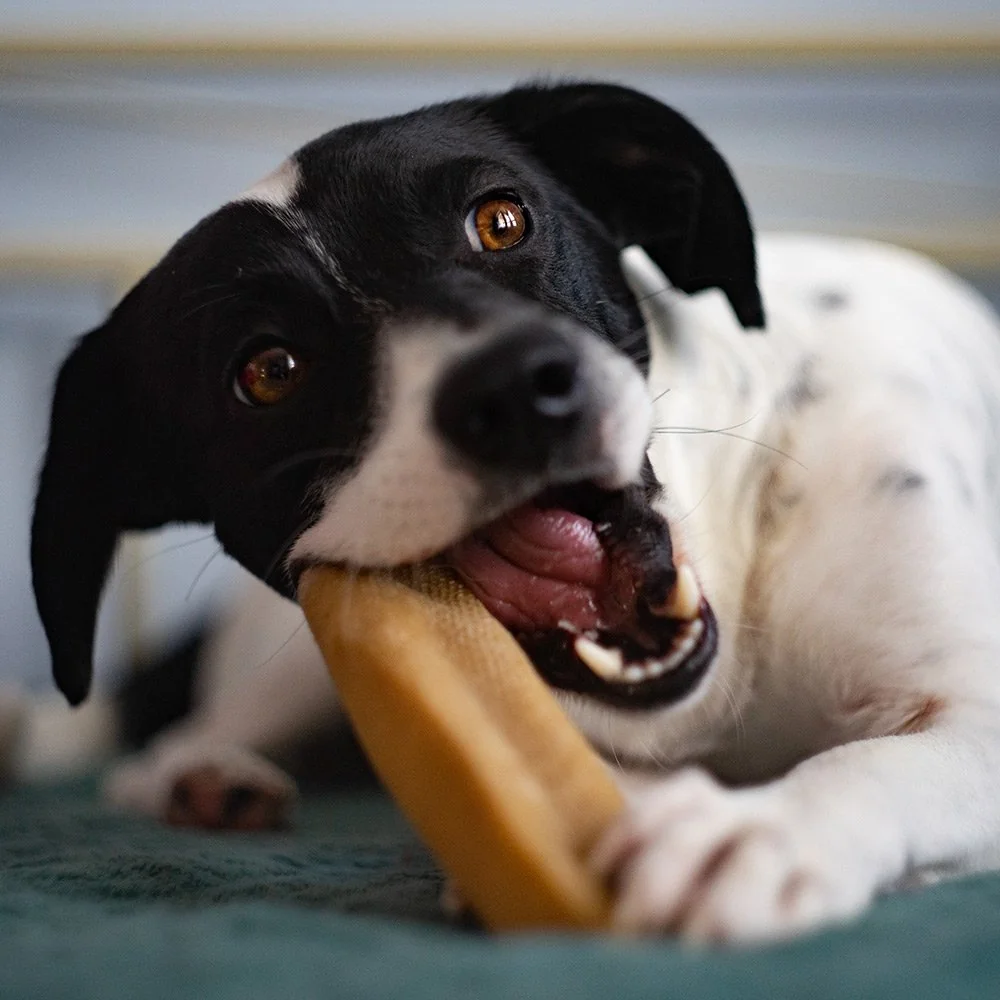 Explorer dog Himalájský pamlsek s borůvkami XL