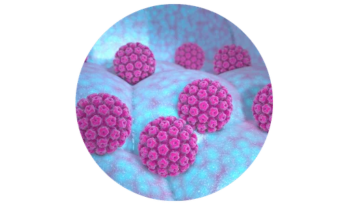 Infekce lidským papilomavirem (HPV) Infekce lidským papilomavirem (HPV)