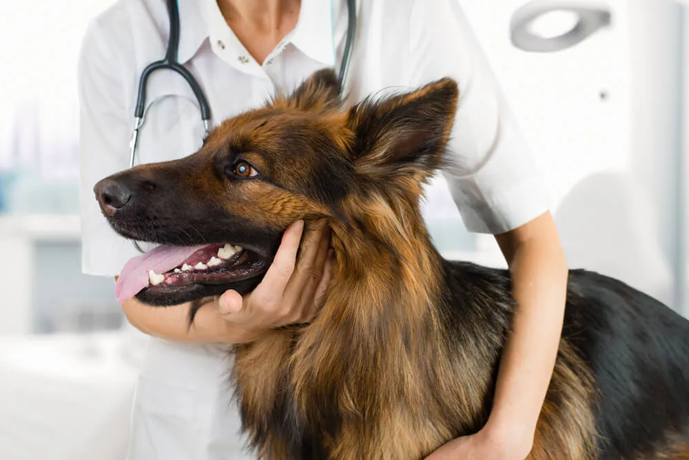 Torze žaludku u psa - příčiny a léčba