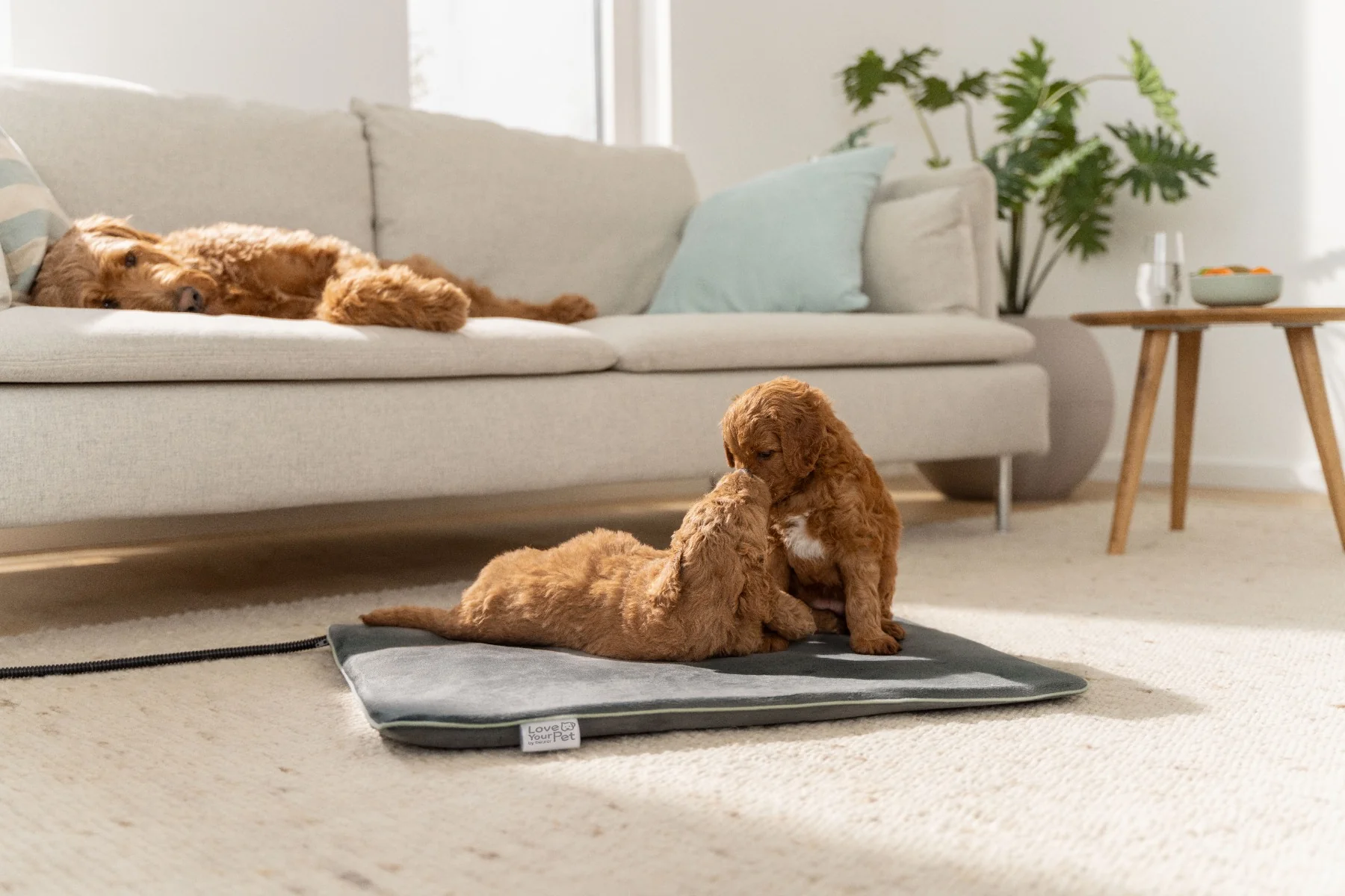 Beurer PET program Vyhřívaná podložka PP220 Sammy 65 x 50 cm šedá