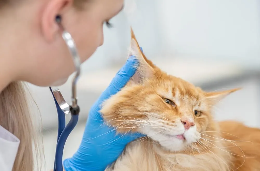 Diagnostika hypertyreózy u koček