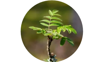Phyllanthus niruri