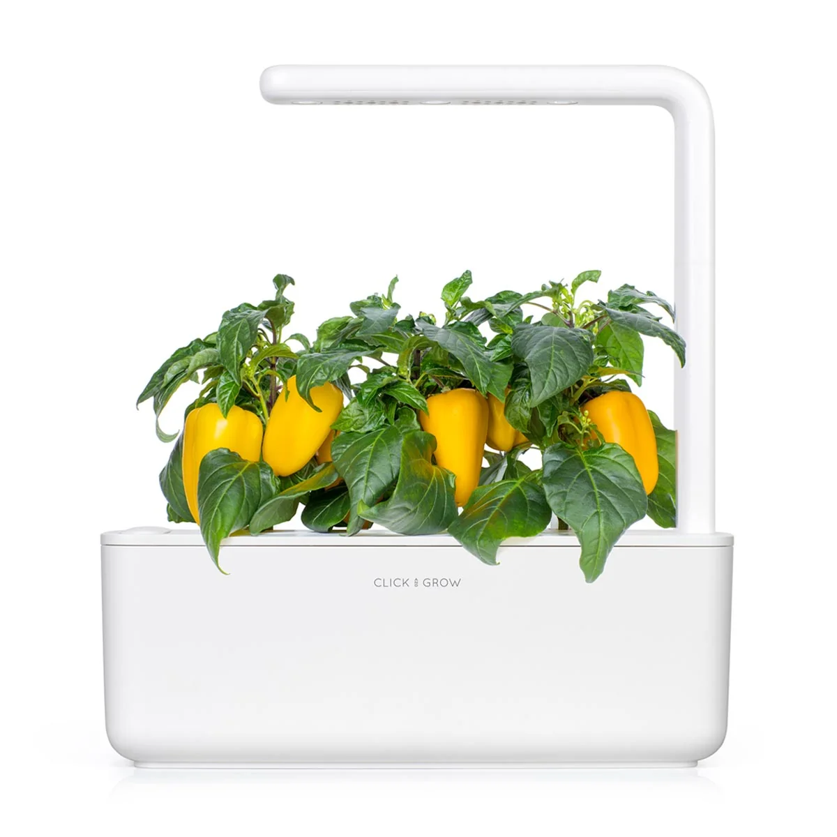 Click & Grow Náplň pro chytré květináče 3 ks - sladká žlutá paprika