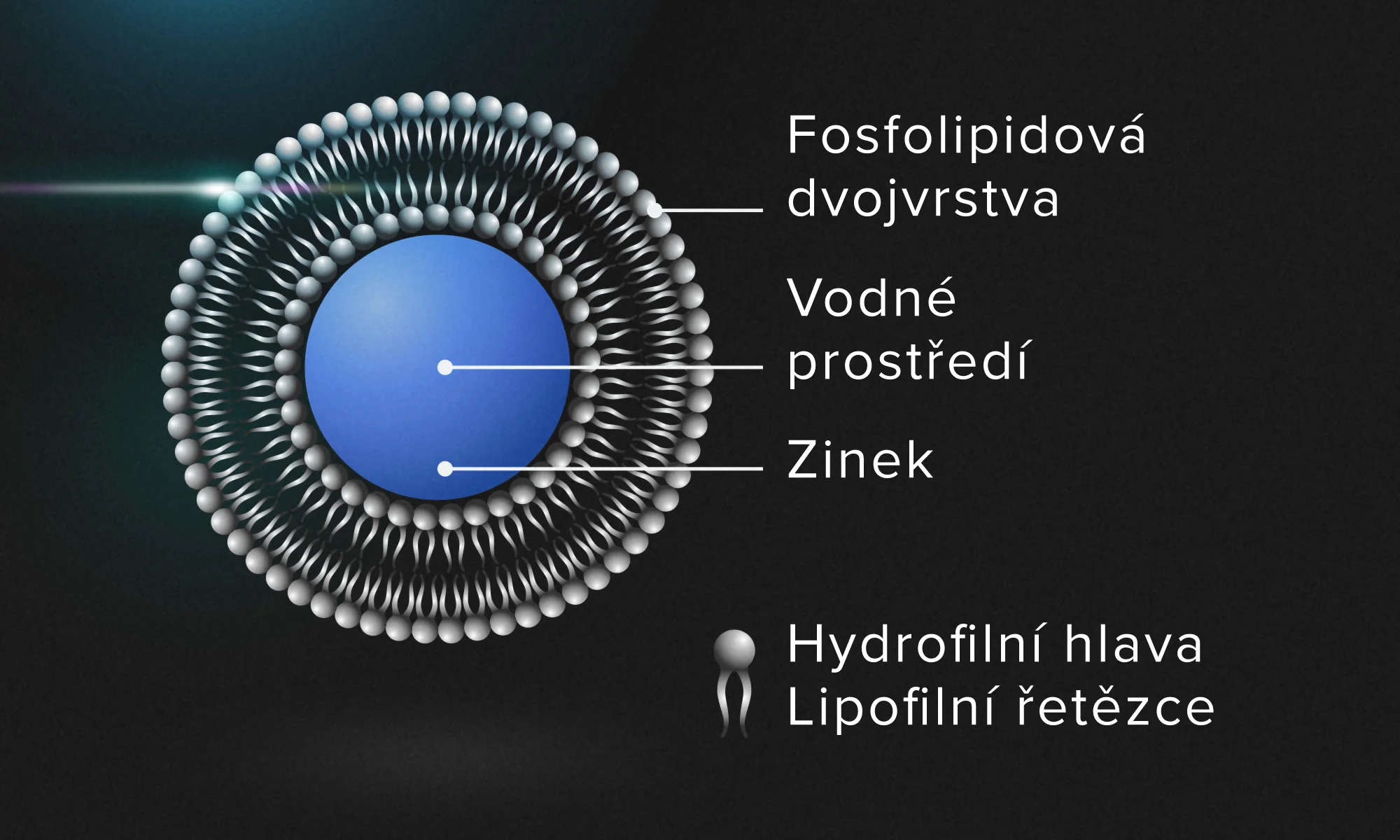 Výhody zinku v lipozomální formě Výhody zinku v lipozomální formě