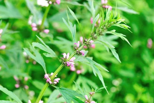 Bylinné pastilky Dr. Max Herbal s jitrocelem, mateřídouškou, vitaminem C a medem. Bylinné pastilky Dr. Max Herbal s jitrocelem, mateřídouškou, vitaminem C a medem.