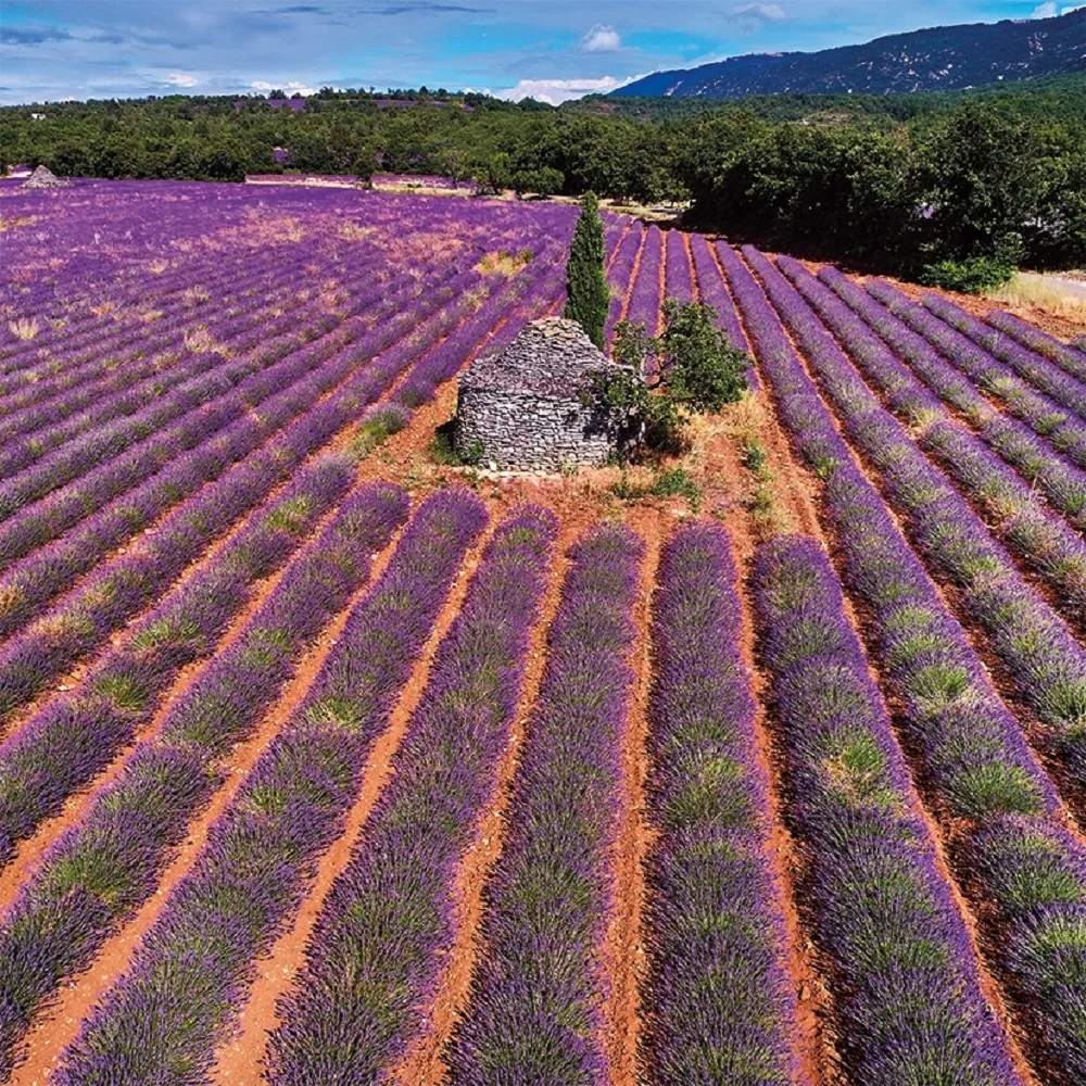 Baloušek Nástěnný poznámkový kalendář Provence 2027 28,5 × 28,5 cm