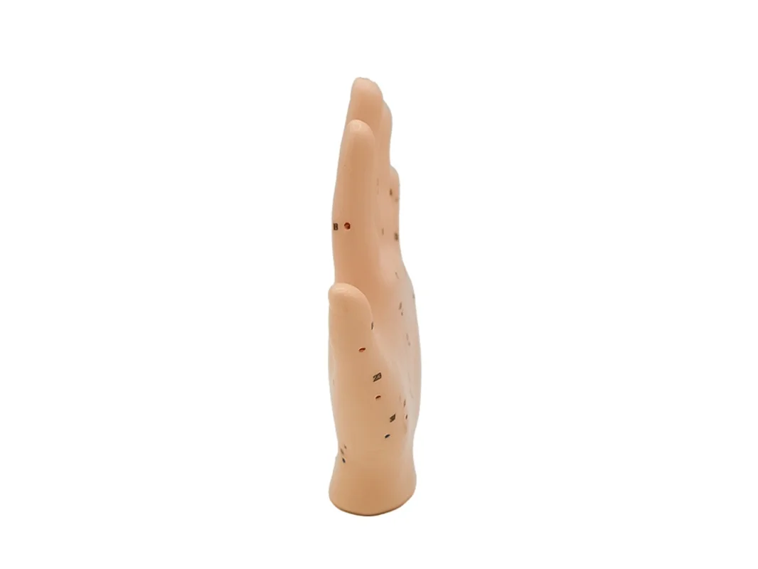 Hwato Akupunkturní model ruky, 13 cm