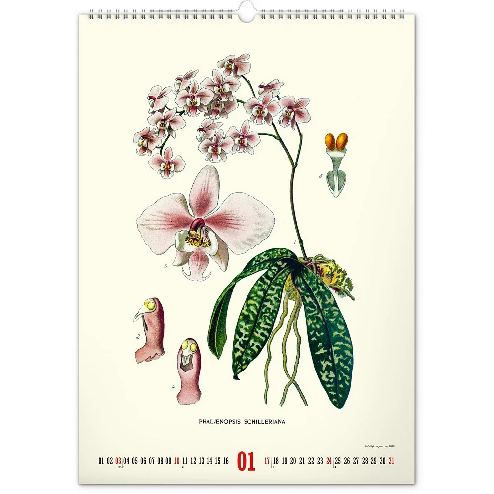 NOTIQUE Nástěnný kalendář Vintage plakáty - herbář 2027 33 × 46 cm