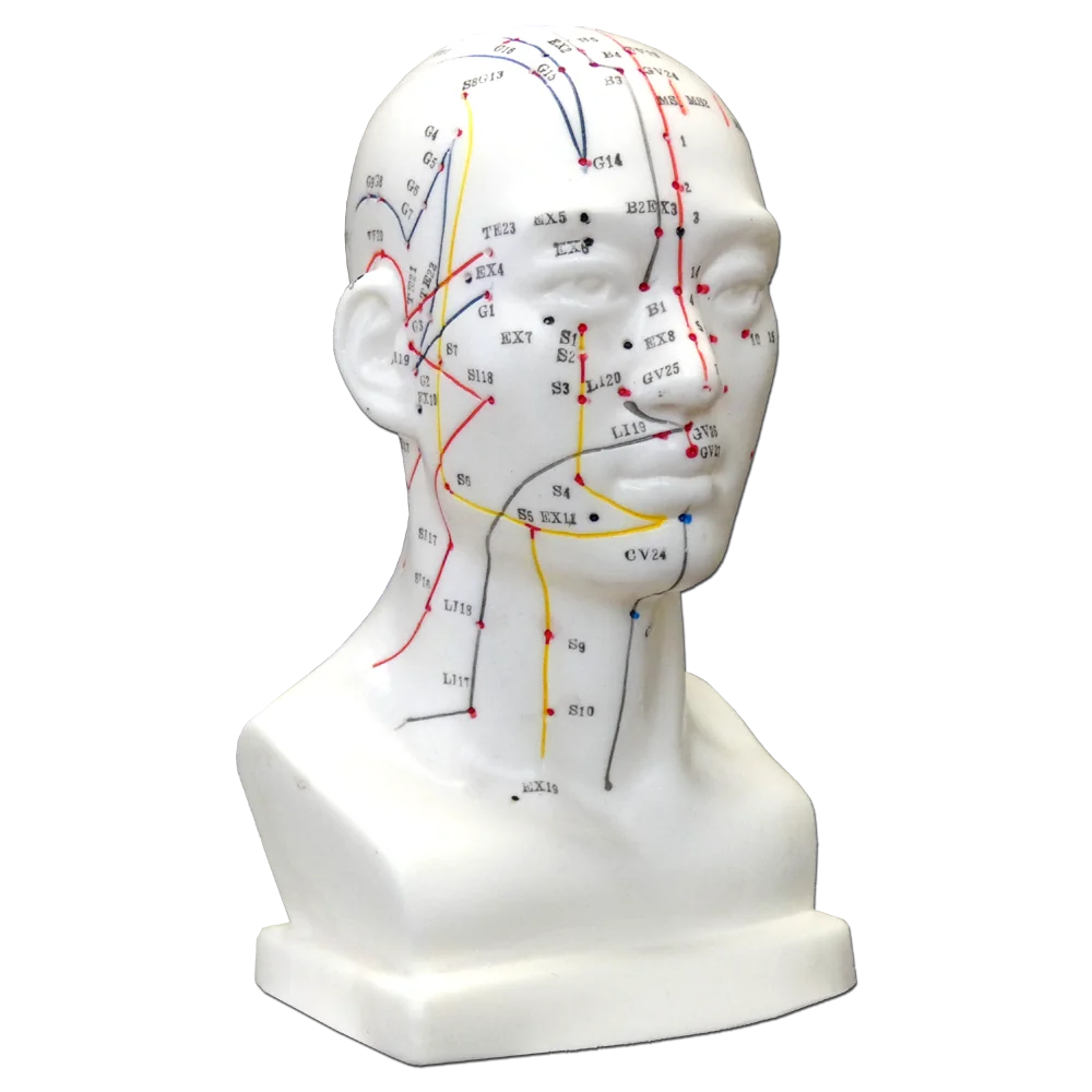 Hwato Akupunkturní model hlavy, 19 cm