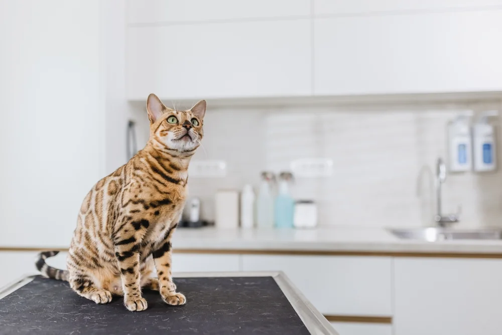 Diagnózu tasemnice u kočky potvrzuje veterinář.
