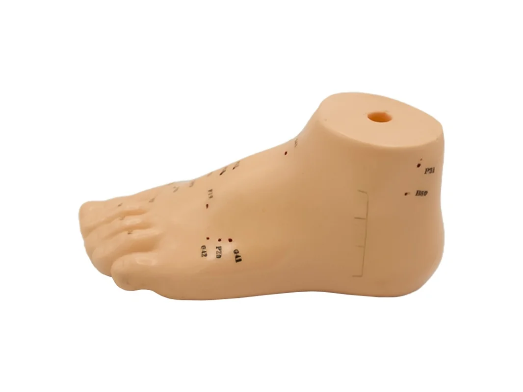 Hwato Akupunkturní model nohy, 15 cm