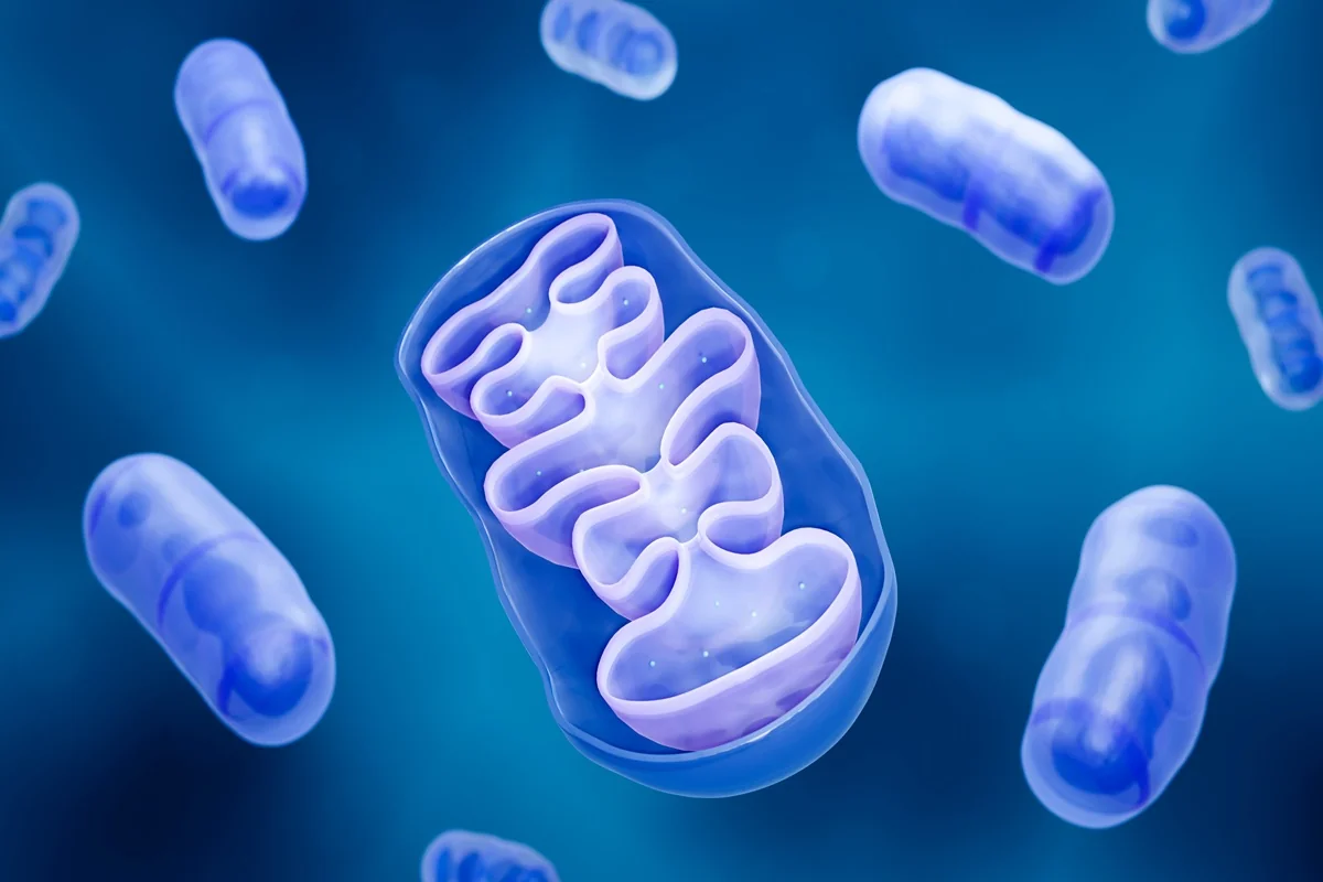 Mitochondrie – buněčné elektrárny, které ovlivňují vaše zdraví