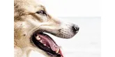 Zubní kámen u psa