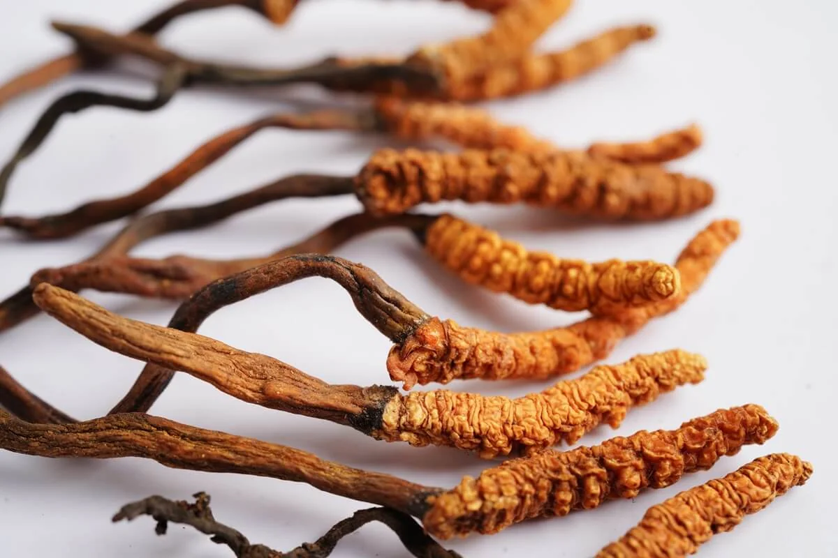 Cordyceps – nejvzácnější houba tradiční čínské medicíny