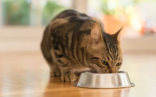 Veterinární diety pro kočky