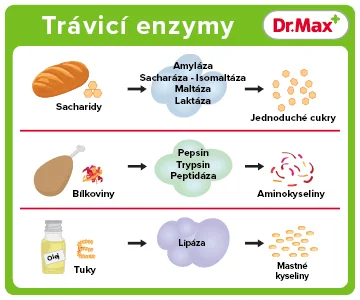 Trávicí enzymy schéma Trávicí enzymy schéma