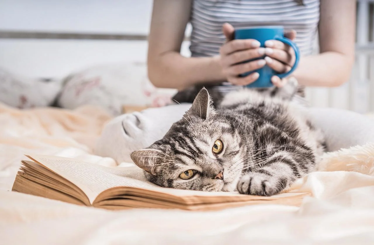 Onemocnění ledvin u kočky