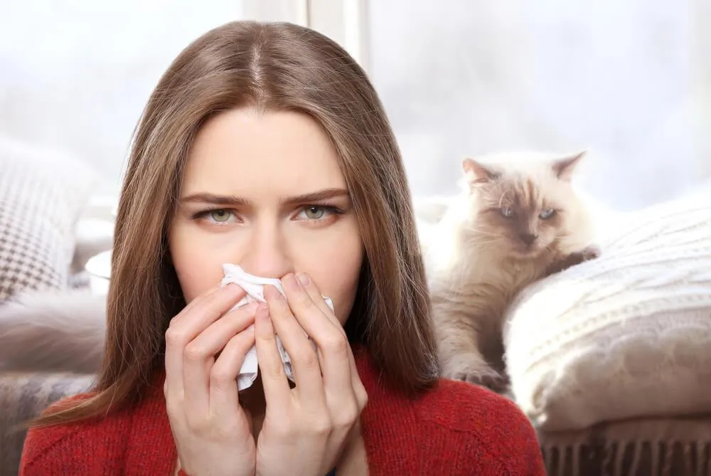 Alergie na kočky: příznaky, projevy a léčba
