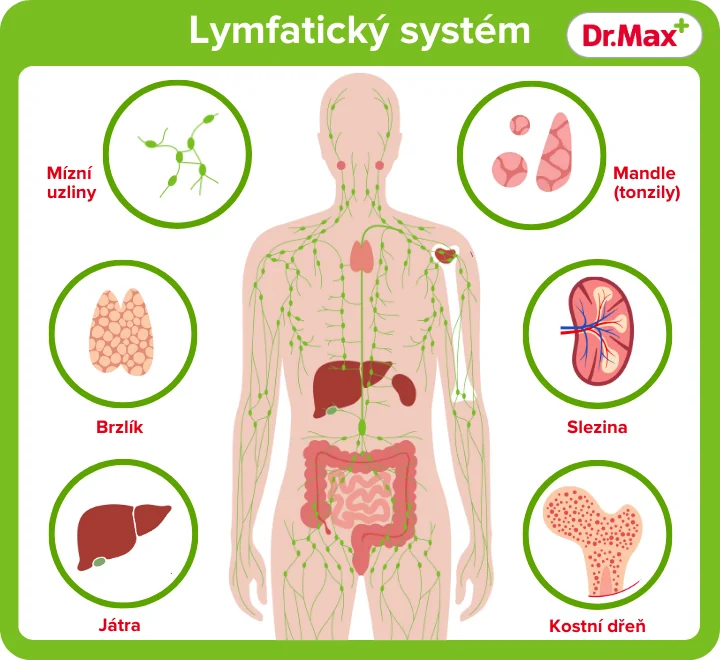 Názorné zobrazení částí lymfatického systému.