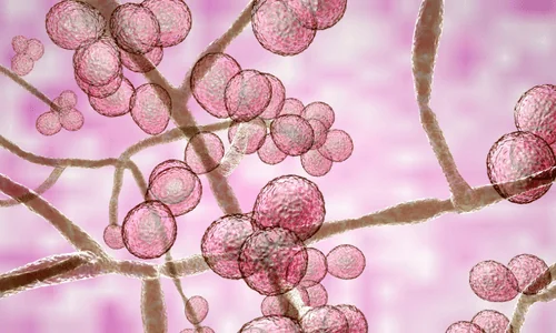 Candida Albicans Candida Albicans