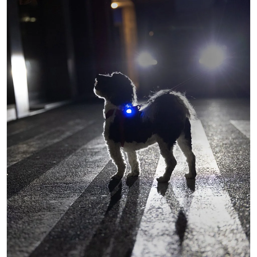 Curli Luumi LED bezpečnostní světýlko dobíjecí na obojek BLUE
