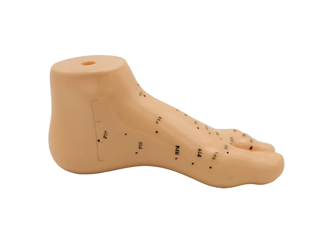 Hwato Akupunkturní model nohy, 15 cm