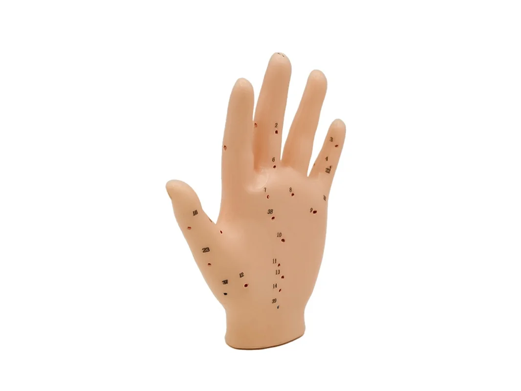 Hwato Akupunkturní model ruky, 13 cm
