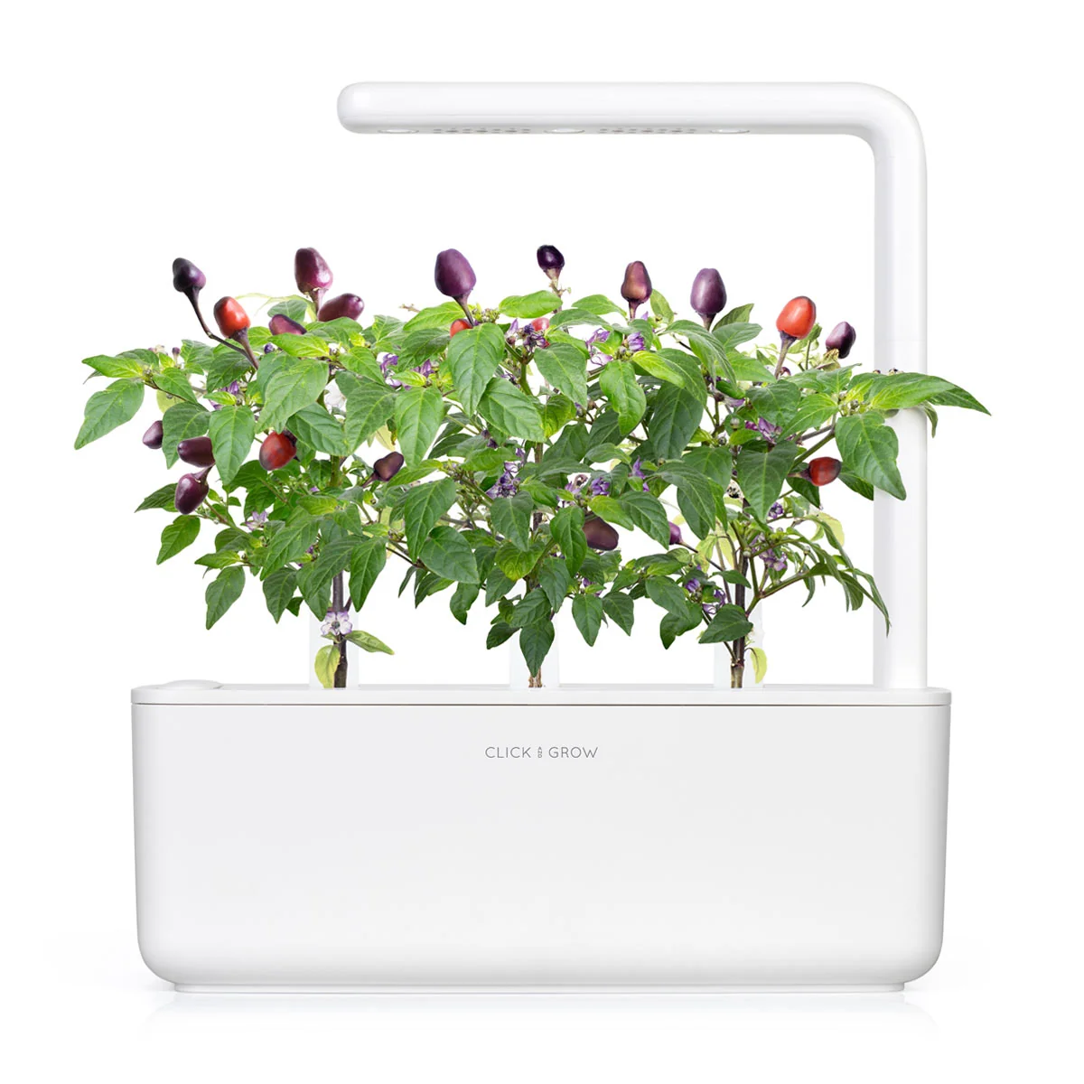 Click & Grow Náplň pro chytré květináče 3 ks - fialové chilli