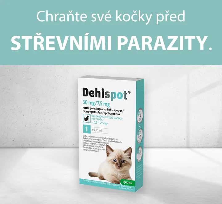 Chraňte své kočky před střevními parazity