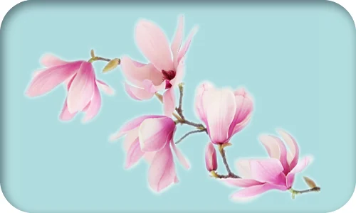 Extrakt z magnolie