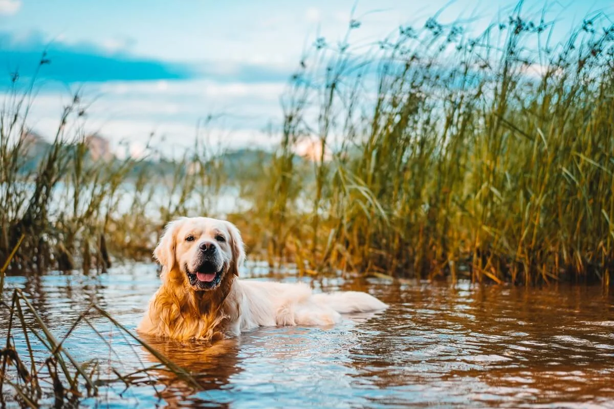 Labrador je jedním z plemen, které je náchylnější k zánětům uší. Labrador je jedním z plemen, které je náchylnější k zánětům uší.