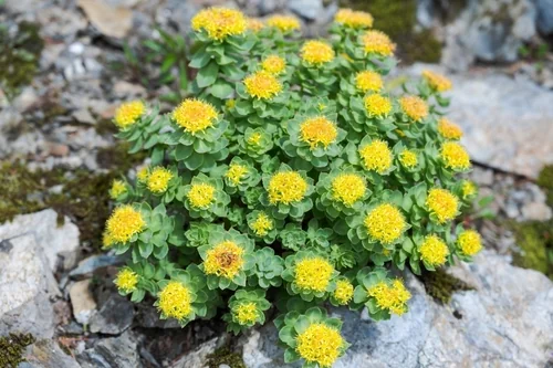 Rhodiola - Rozchodnice růžová